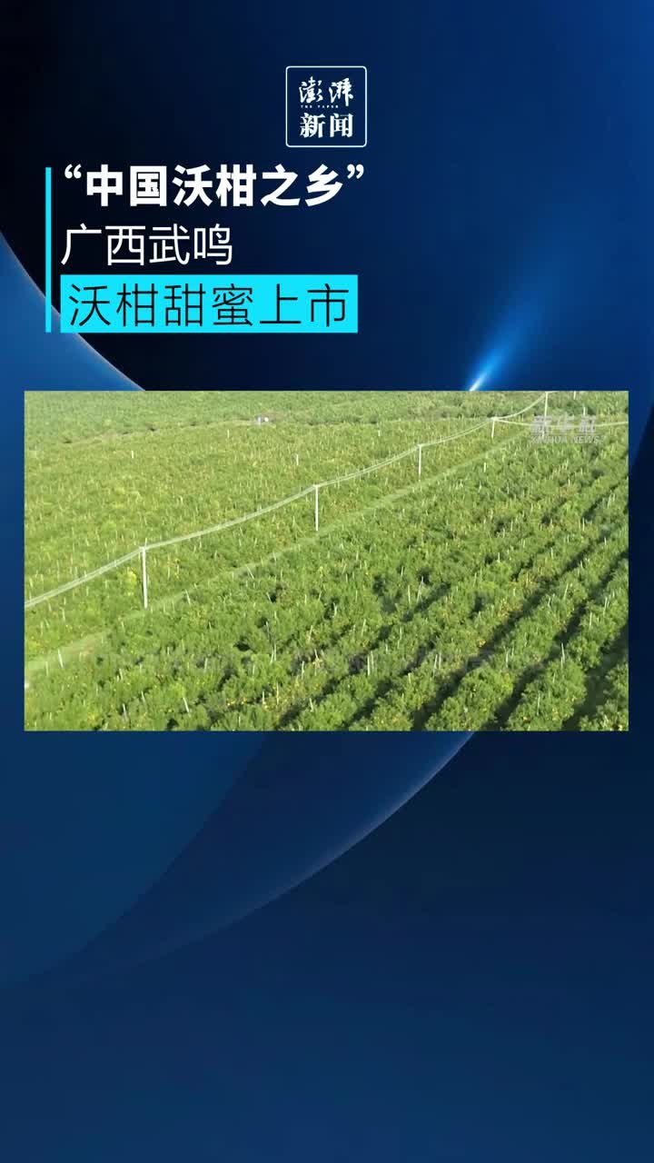 “中国沃柑之乡”广西武鸣沃柑甜蜜上市