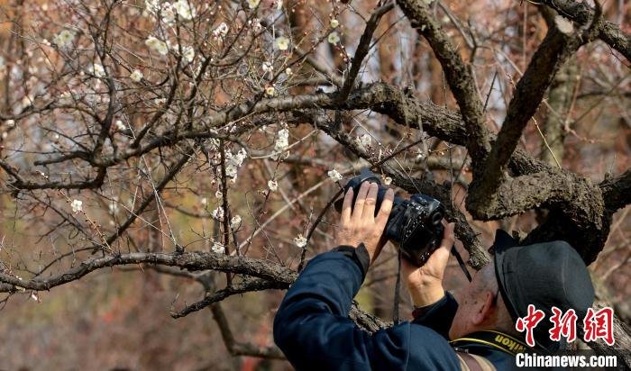 图为一位游客拍摄绽放的梅花 张畅 摄