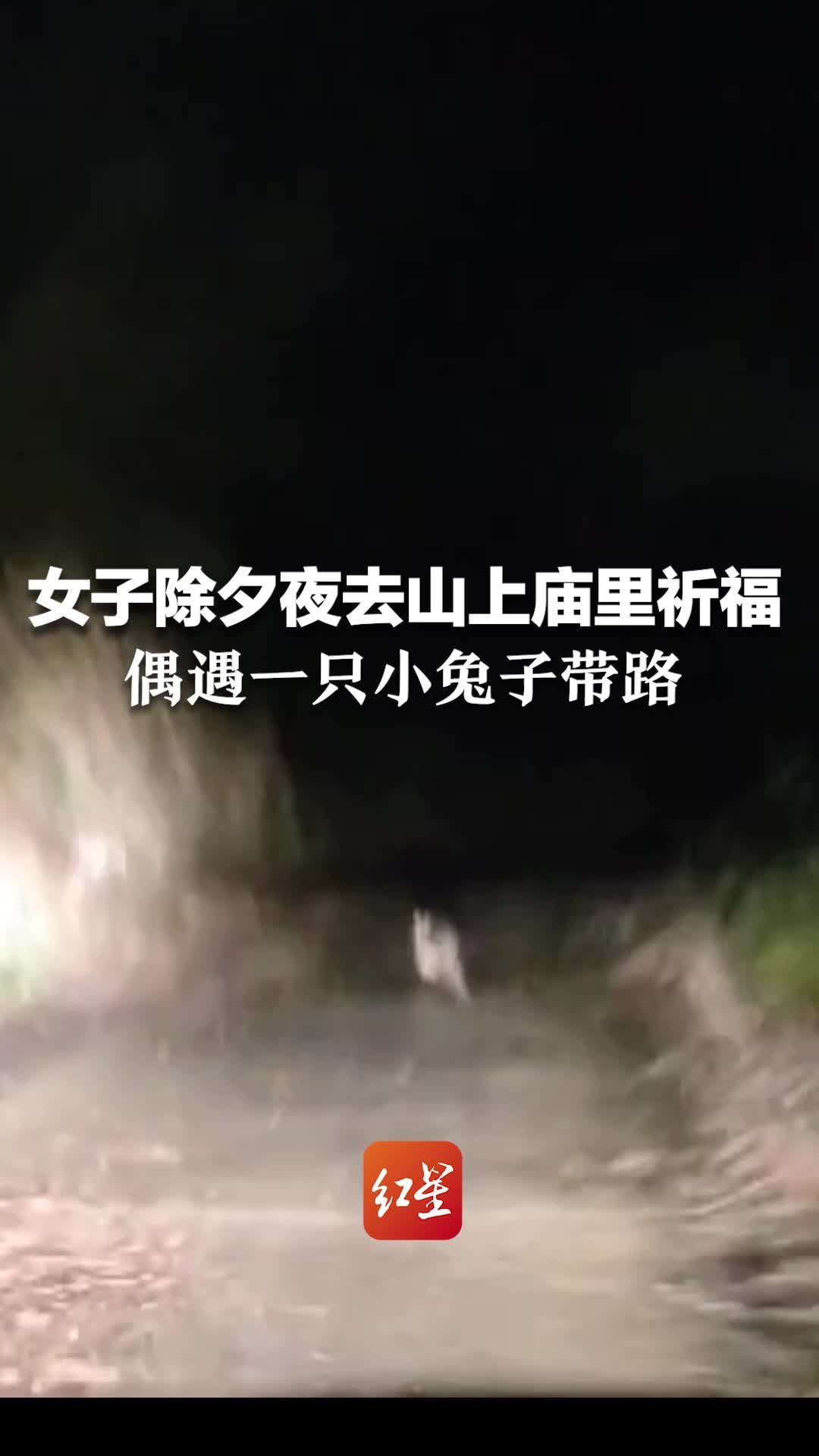 女子除夕夜去山上庙里祈福，偶遇一只小兔子带路：正好是兔年，很激动