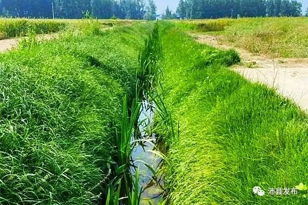 沛县:农田退水治理 让“肥水”不外流