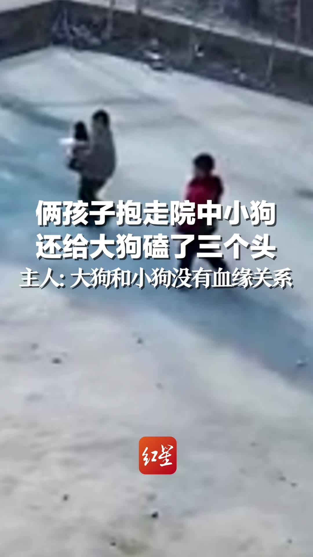 俩孩子抱走院中小狗 还给大狗磕了三个头，主人：大狗和小狗没有血缘关系