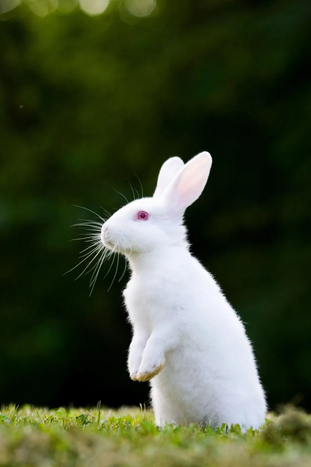 外形特征兔子最明显的是许多人印象中红眼睛,长耳朵外形与习性02都居