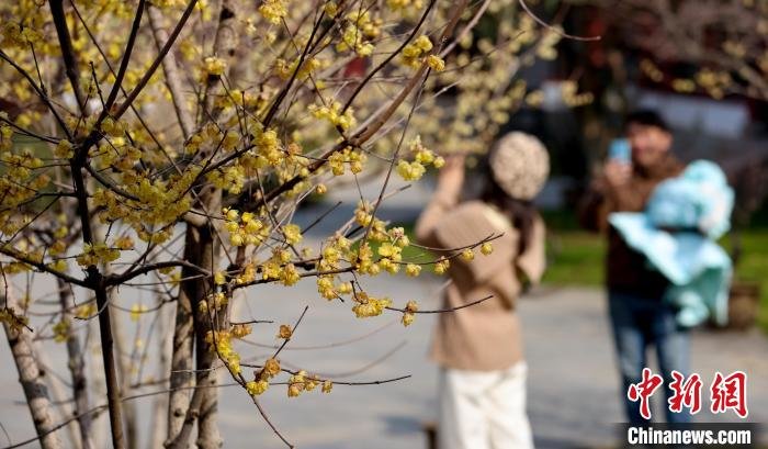 图为游客在盛开的腊梅树下拍摄留影 张畅 摄
