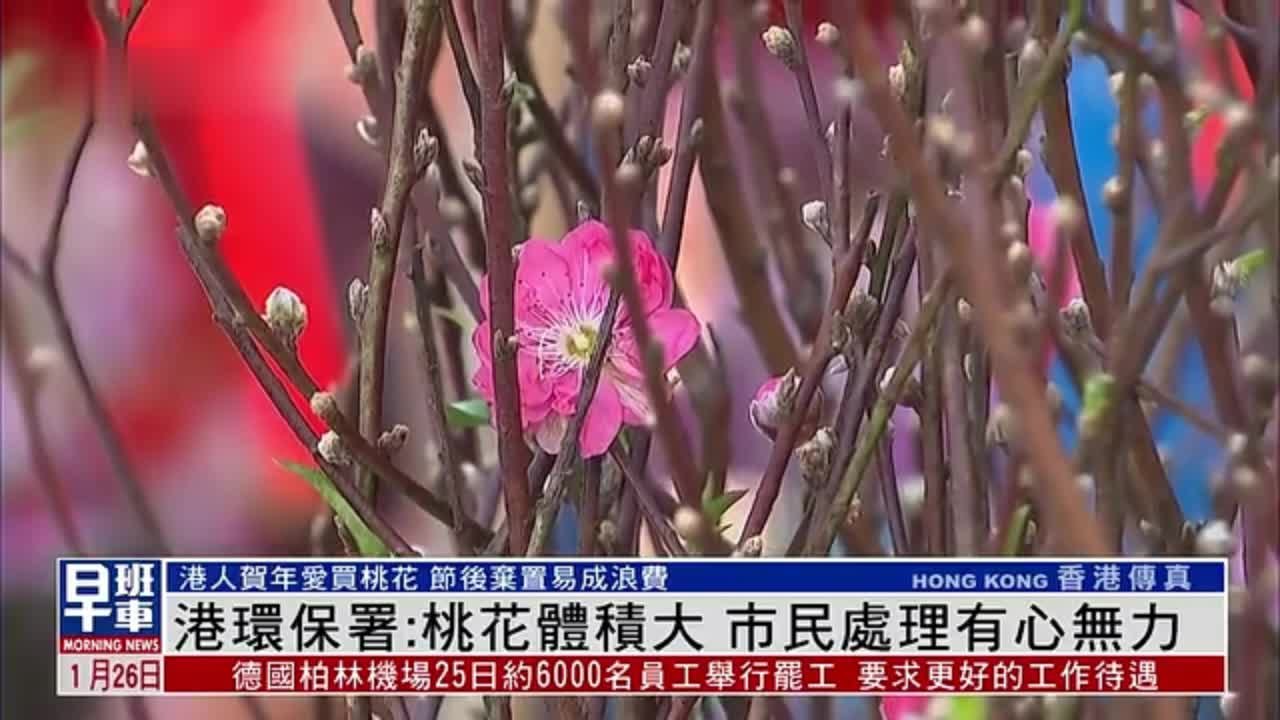 香港环保署：桃花体积大 市民处理有心无力