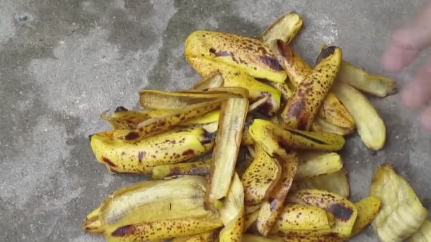 香蕉皮轻松变肥料，用来养芦荟5周就长得很健壮了