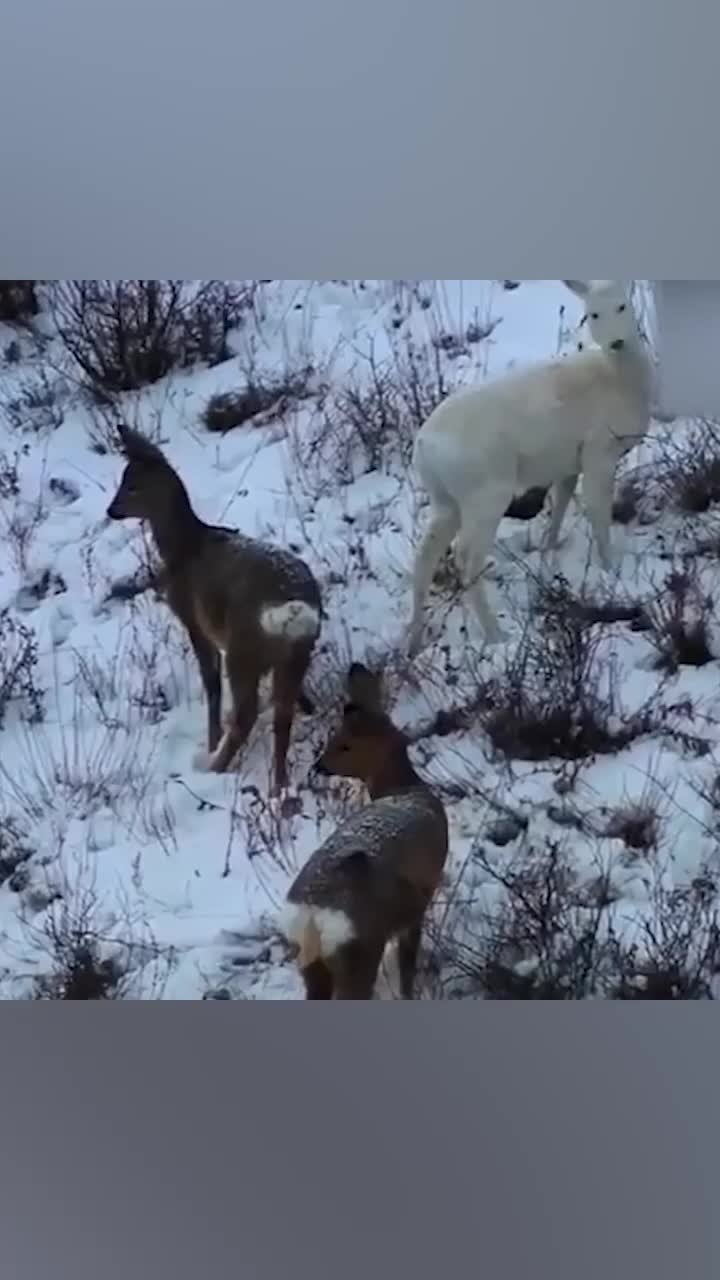 罕见野生白狍现身林海雪原