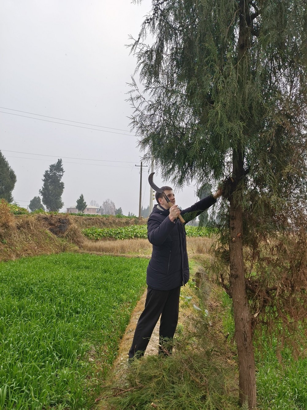 砍一些熏肉用的树枝。图自作者