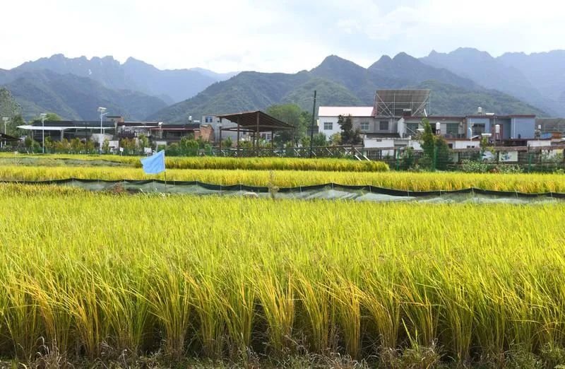 资料图：长安区王莽街道稻鱼生态园