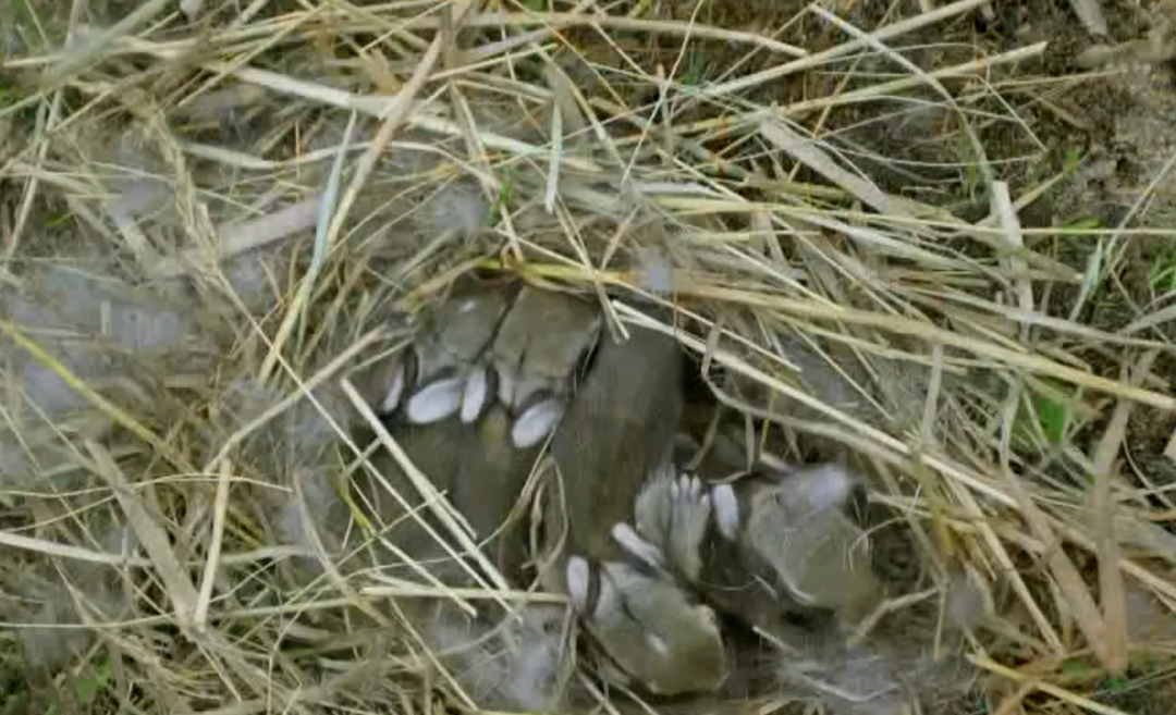 一窝小兔子。来源/纪录片《了不起的兔子》