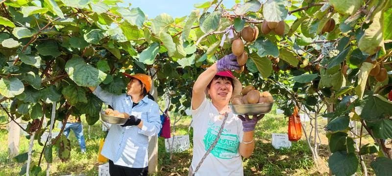 资料图：周至县猕猴桃迎来丰收季，果农们正在采摘猕猴桃。