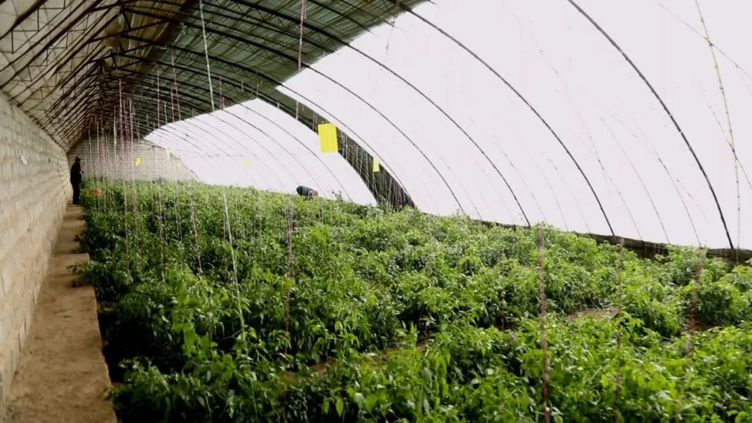 温室里忙出“幸福年” 瓜州做足棚文章走上富“蔬”路