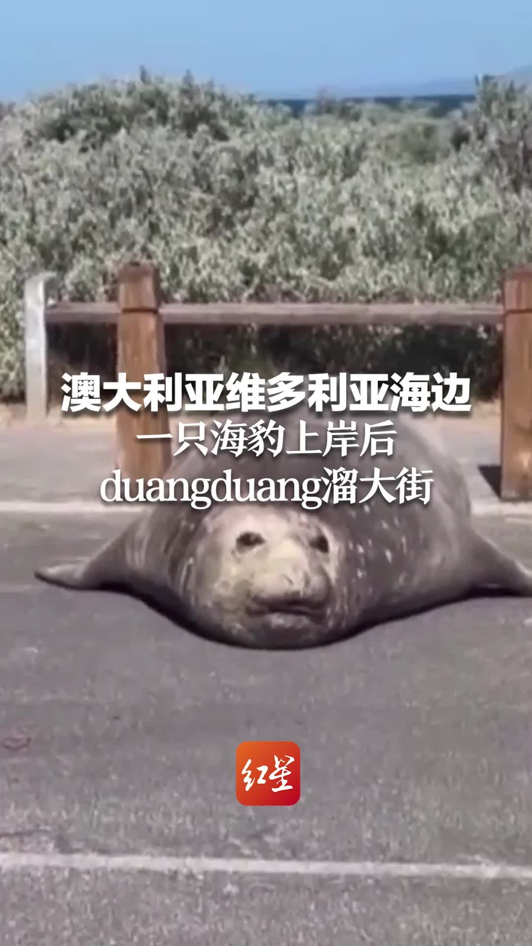 澳大利亚维多利亚海边一只海豹上岸后duangduang溜大街