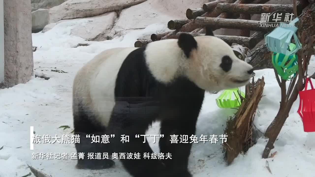 旅俄大熊猫“如意”和“丁丁”喜迎兔年春节