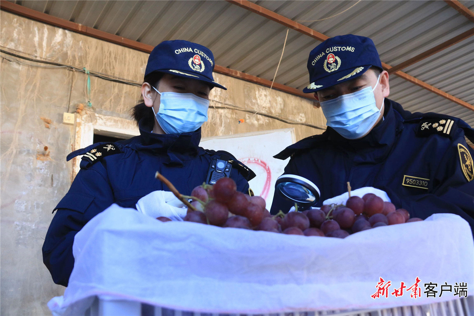 敦煌机场海关关员对出口鲜葡萄实施现场查验 赵冠宏 摄。