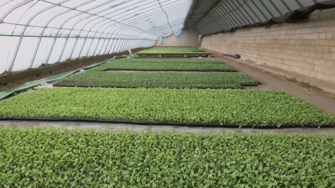 最热闹的风景在大棚 看看咱瓜州庄稼人在忙啥