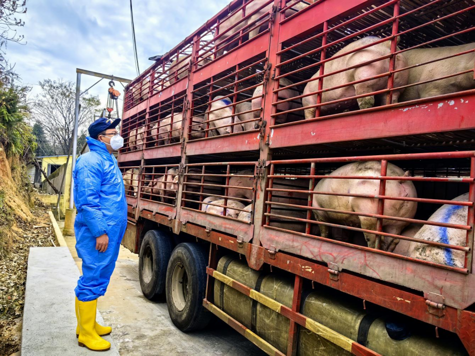 赣州海关保障优质生猪供港