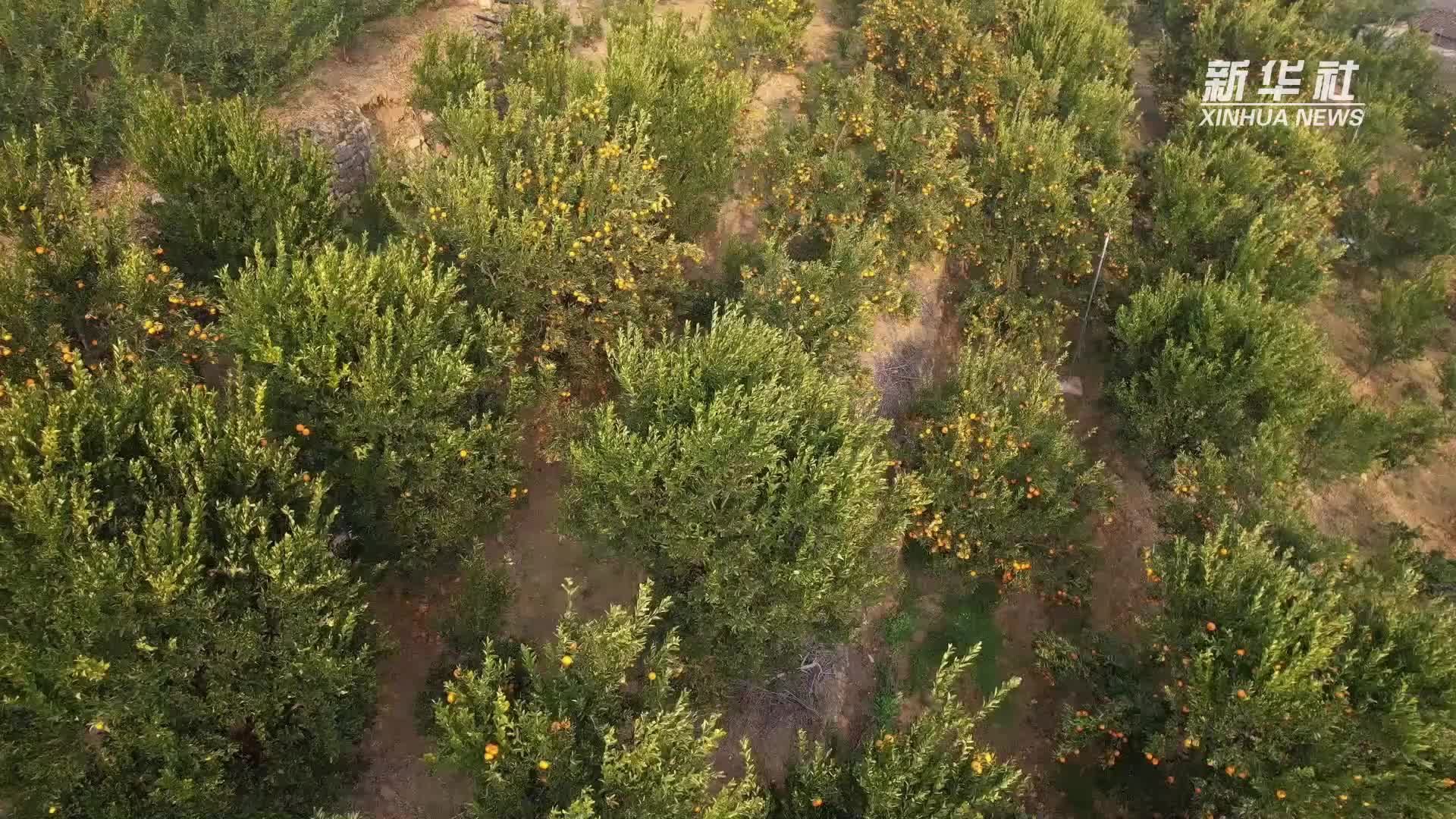 湖北巴东：节后复工 长江岸边摘橘忙