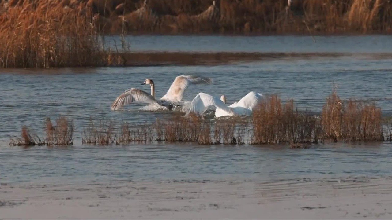 大天鹅、小天鹅和疣鼻天鹅“同框”出现，冬季的黄河三角洲是残酷竞技场