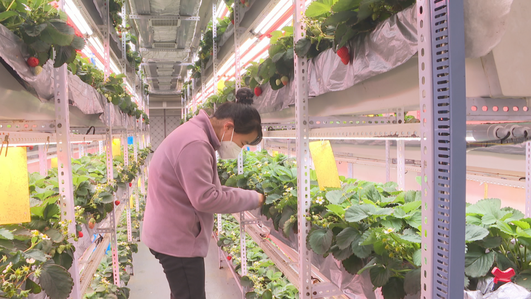 石家庄市鹿泉区:智慧"植物工厂 拓宽草莓种植新路径