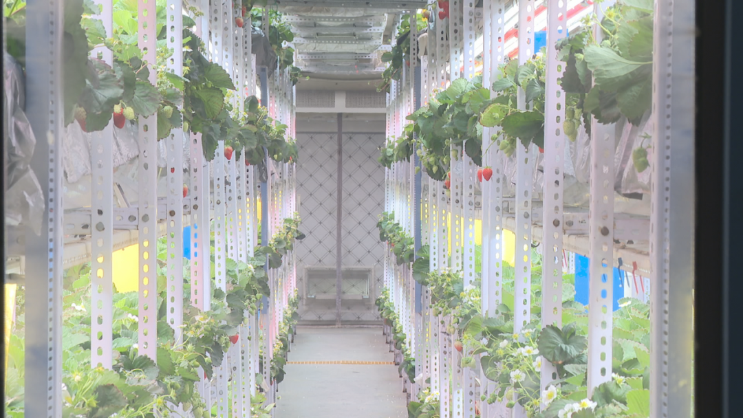 石家庄市鹿泉区：智慧“植物工厂” 拓宽草莓种植新路径