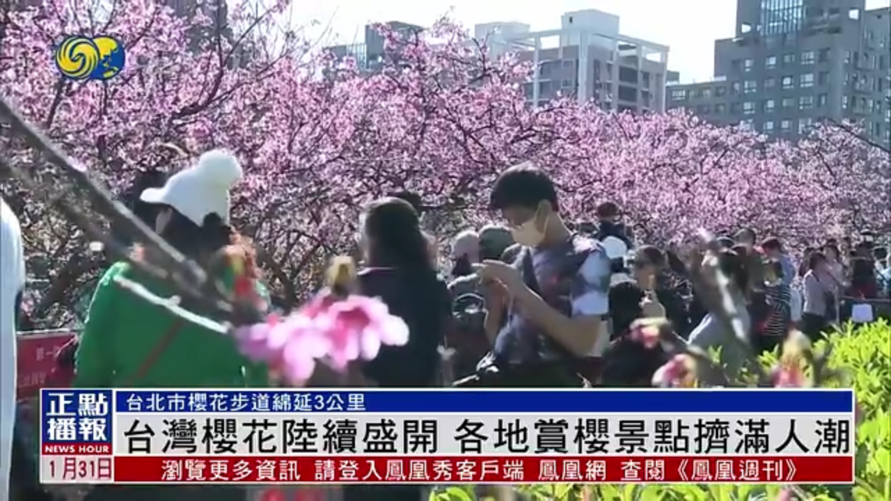 台湾樱花陆续盛开 各地赏樱景点挤满人潮