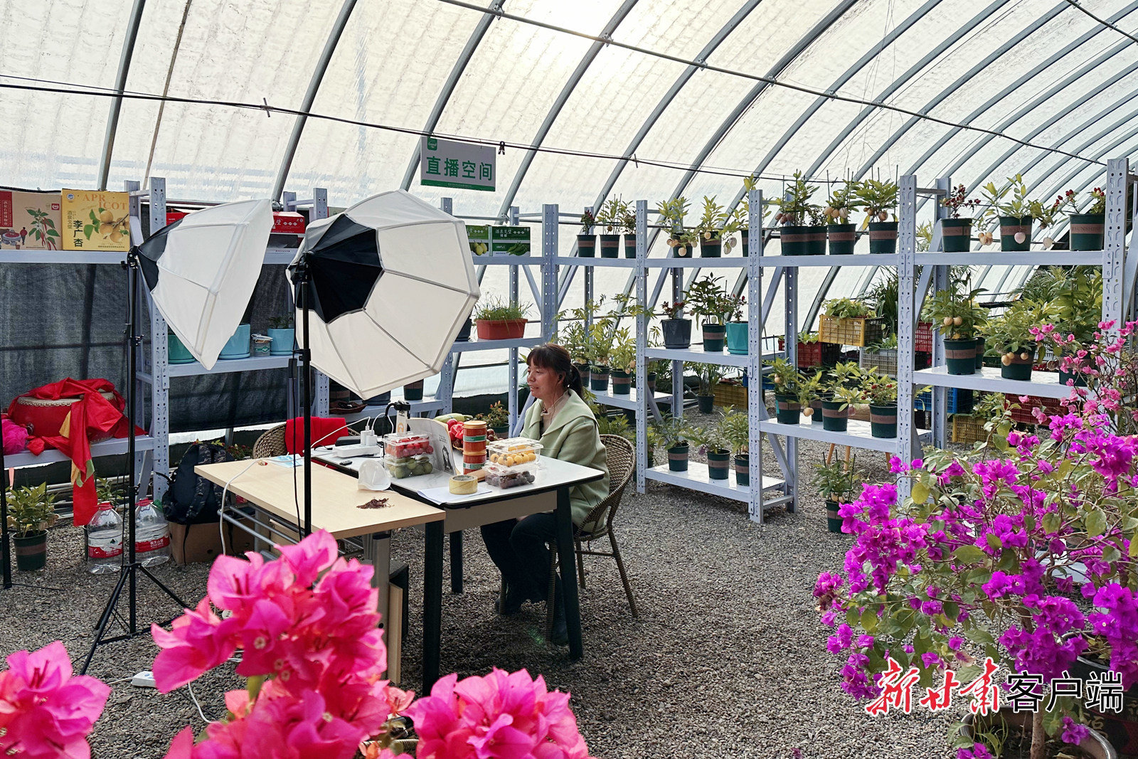 种植能手兼主播李惠在温暖如春的大棚里直播带货 董文龙 摄