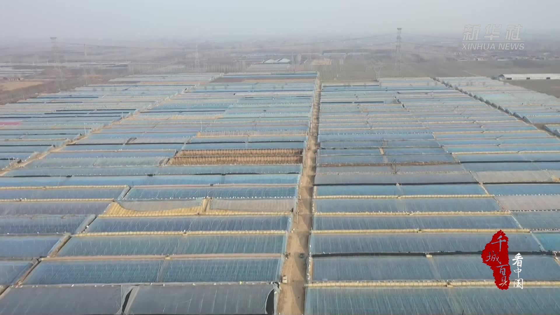 千城百县看中国｜山东冠县：大棚油桃花开早 村民致富有奔头