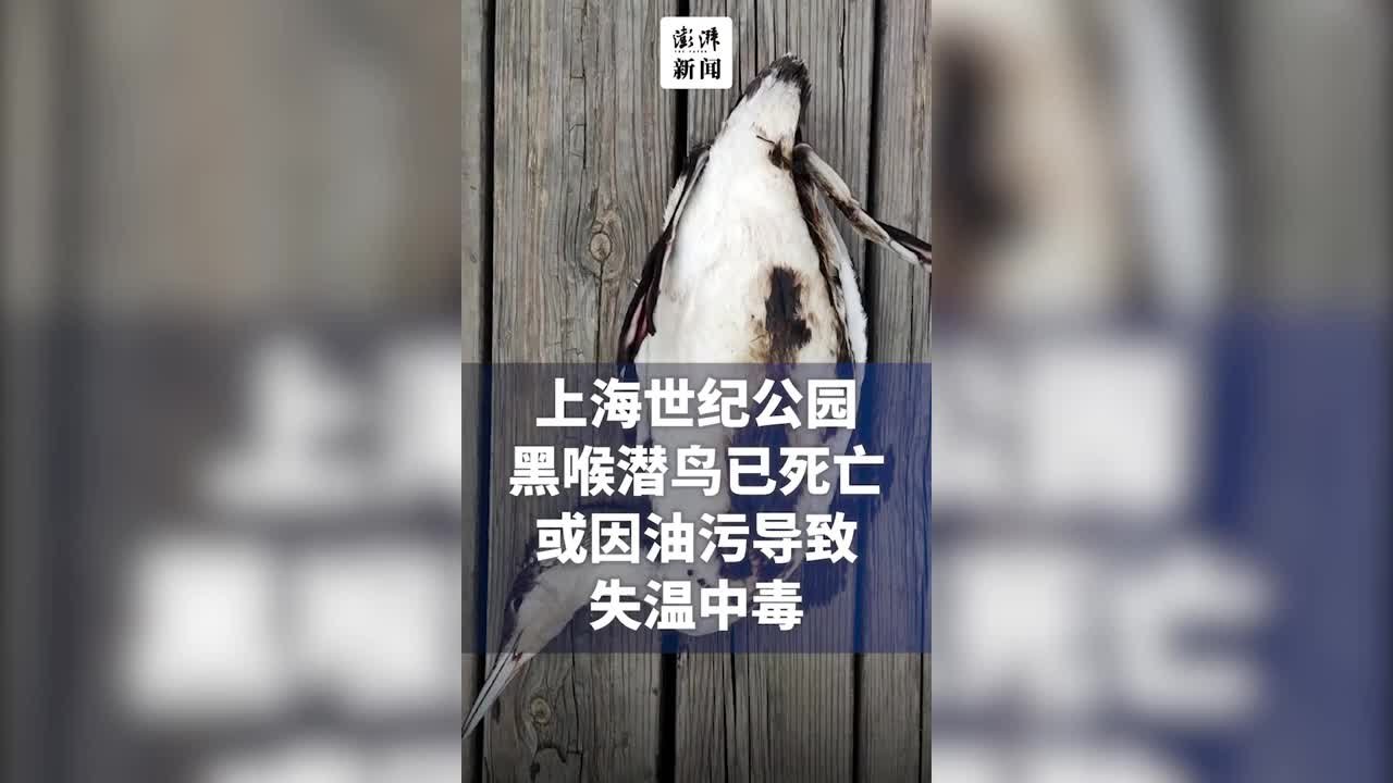 上海世纪公园黑喉潜鸟死亡，或因油污导致失温中毒