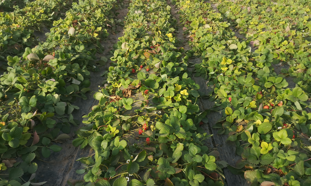 不负"莓"好时光!金川区"采摘经济"乐了游客富了农户