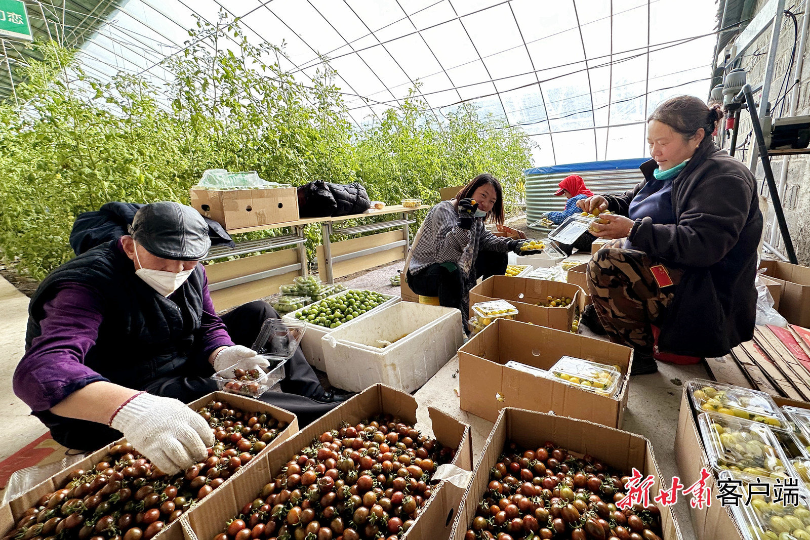 中以（酒泉）绿色生态产业园的温室大棚里，产业工人们忙着分拣、装箱小番茄。董文龙 摄