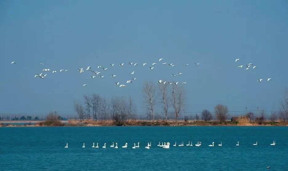 4. 江苏淮安白马湖国际重要湿地