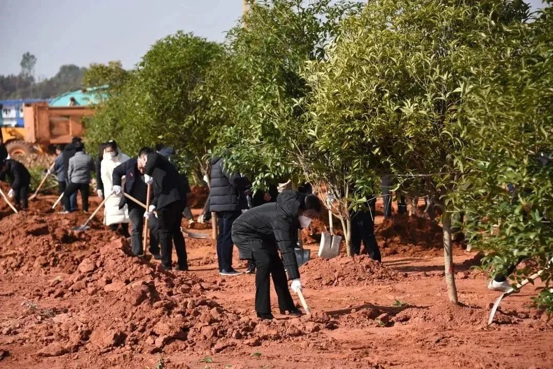 节后首个工作日，省委教育工委、省教育厅在江西机电职院新校区开展2023年新春义务植树活动