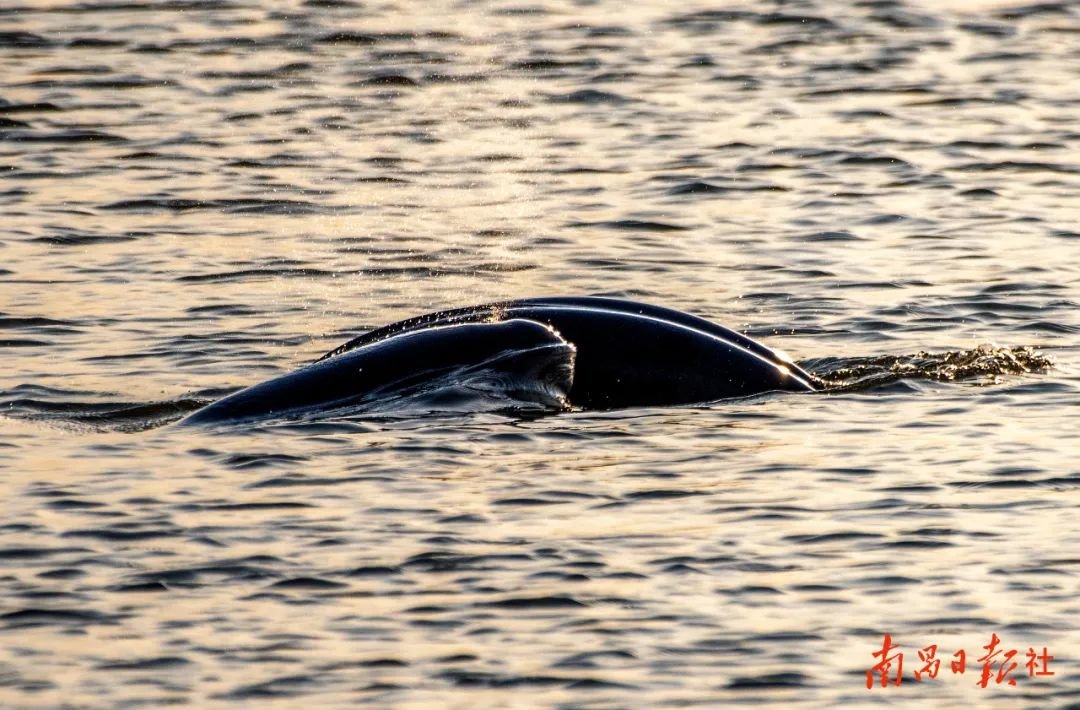 南昌开展长江江豚栖息地保护行动:禁止在江豚栖息地水域垂钓凤凰网