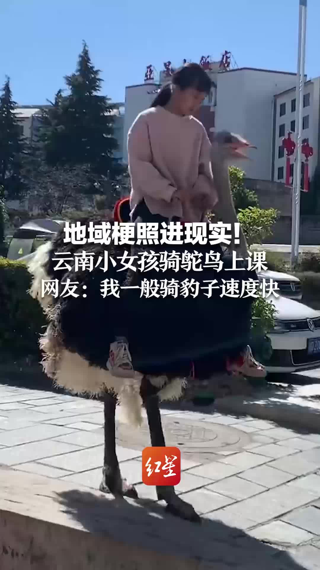 地域梗照进现实！云南小女孩骑鸵鸟上课，网友：我一般骑豹子速度适合我