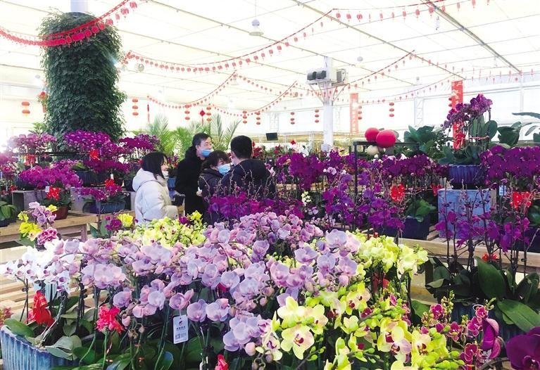 游客赏花 张建平 摄