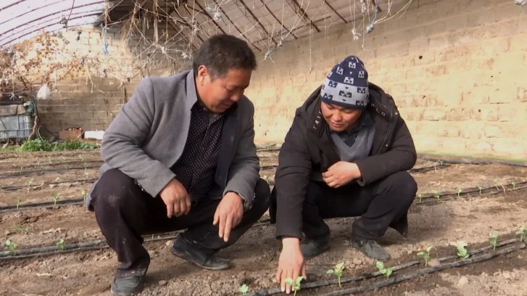 最热闹的风景在大棚 看看咱瓜州庄稼人在忙啥