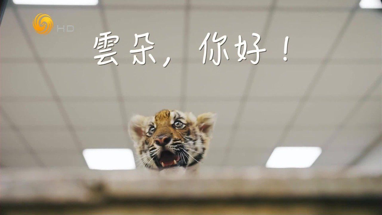 云朵，你好！