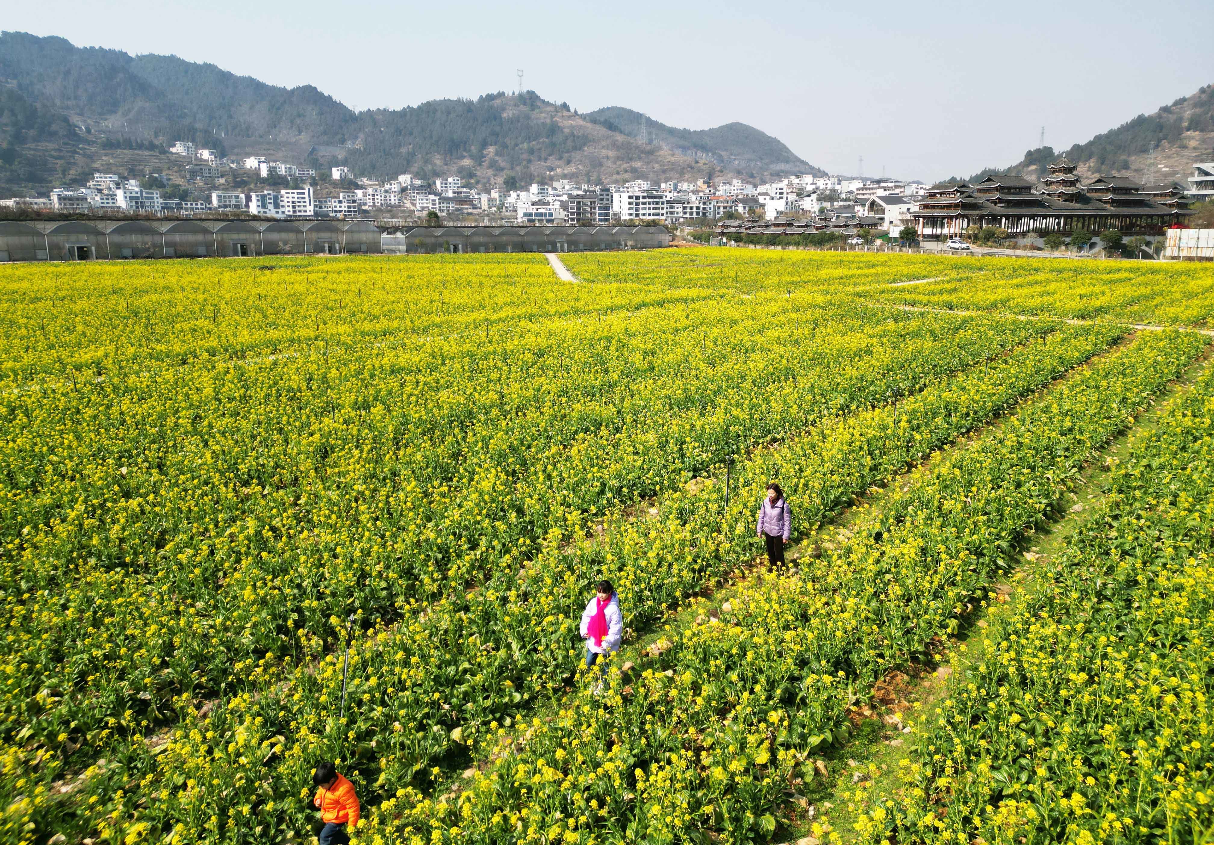 贵阳油菜花景点图片