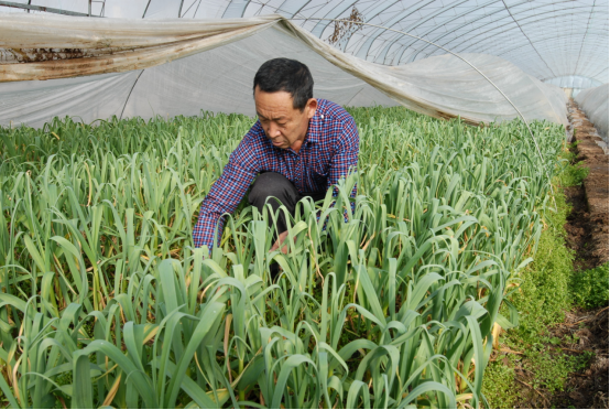 2月1日，山东省青岛市即墨区段泊岚镇毛家岭四村村村民在蔬菜大棚内忙着除草管护。