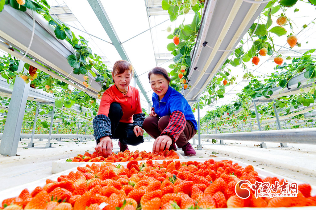 1月29日，在甘州区靖安乡现代高效农业产业园高架无土栽培大棚内，果农们正在采摘草莓。