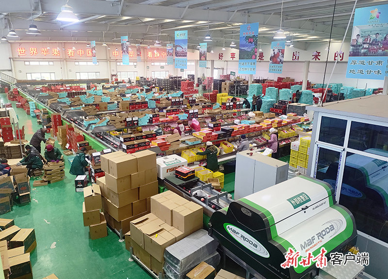 德美地缘冷链物流产业园现代化的苹果智能分选线 新甘肃&middot;甘肃日报记者田丽媛 摄
