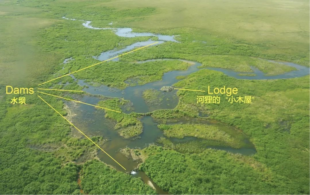 北极苔原上，河狸在巢穴周围建的水坝，把附近的环境改造成了“河狸水塘”。（图片来源：Tape. et al, 2018）