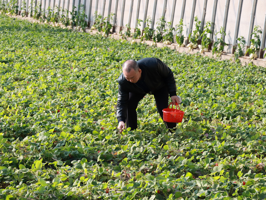 不负"莓"好时光!金川区"采摘经济"乐了游客富了农户