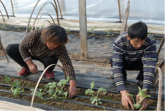 2月1日，山东省青岛市即墨区段泊岚镇大吕戈庄一村村民在大棚内查看西瓜苗长势。