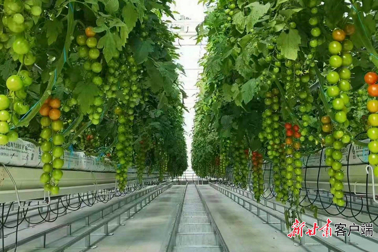 园区内采用无土化培育的小番茄长势喜人