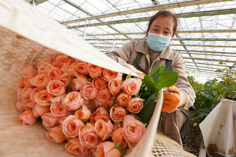 2月1日，村民在河北邱县盛水湾玫瑰产业园打包采收的玫瑰花。新华社记者 范世辉 摄