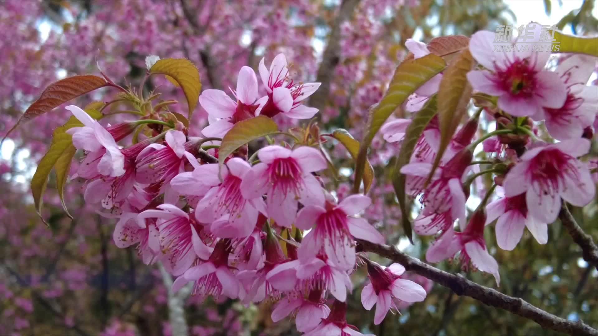 云南红河：万亩梯田樱花开