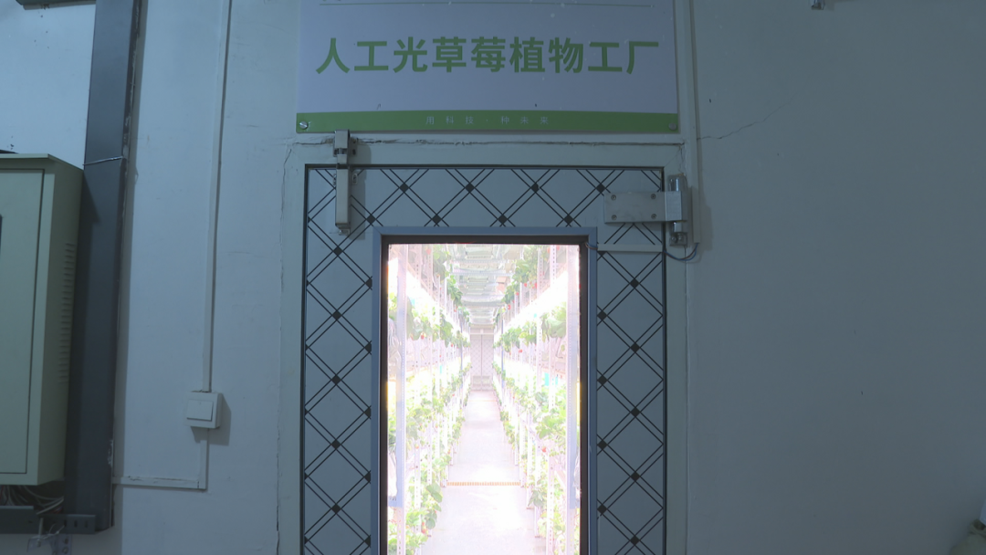 石家庄市鹿泉区：智慧“植物工厂” 拓宽草莓种植新路径