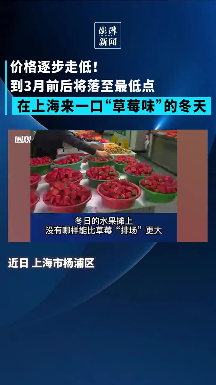 价格逐步走低！在上海来一口“草莓味”的冬天