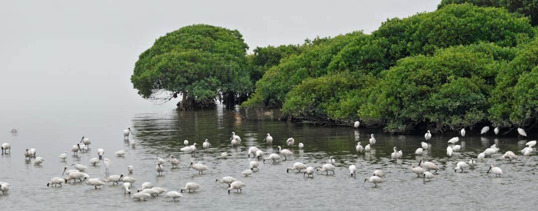 12. 广东深圳福田红树林国际重要湿地